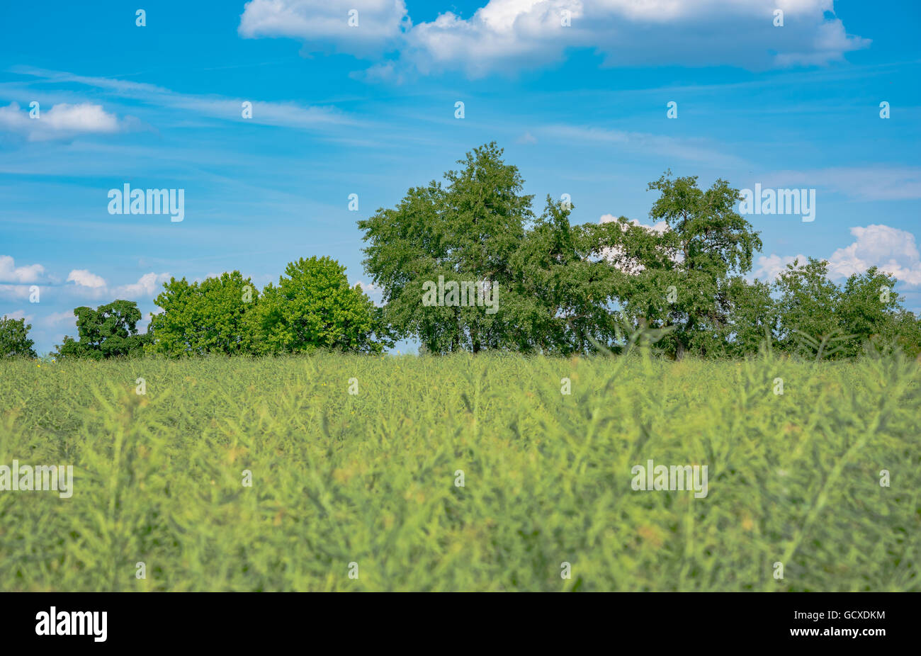 Summer landscape with green grass and clouds Stock Photo - Alamy
