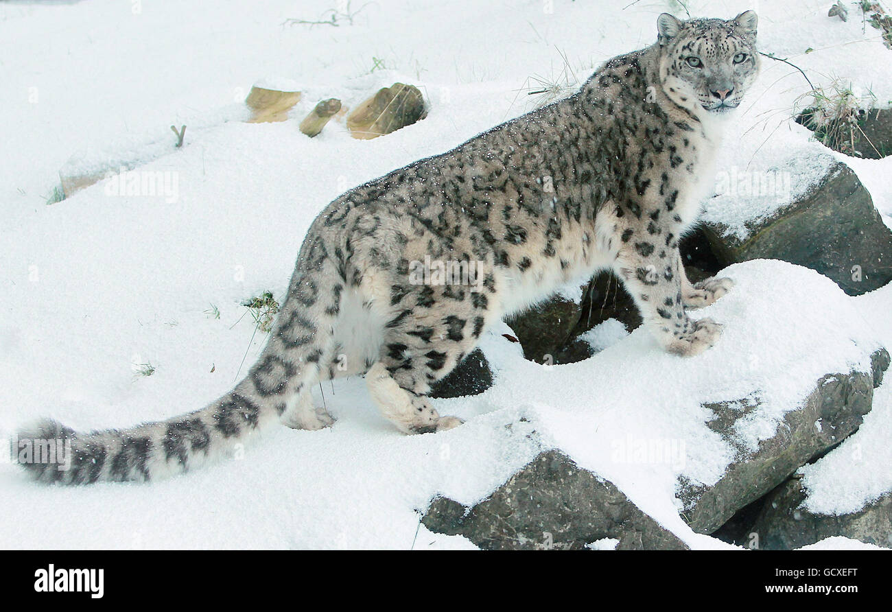 A snow leopard in dublin zoo in phoenix park hi-res stock photography