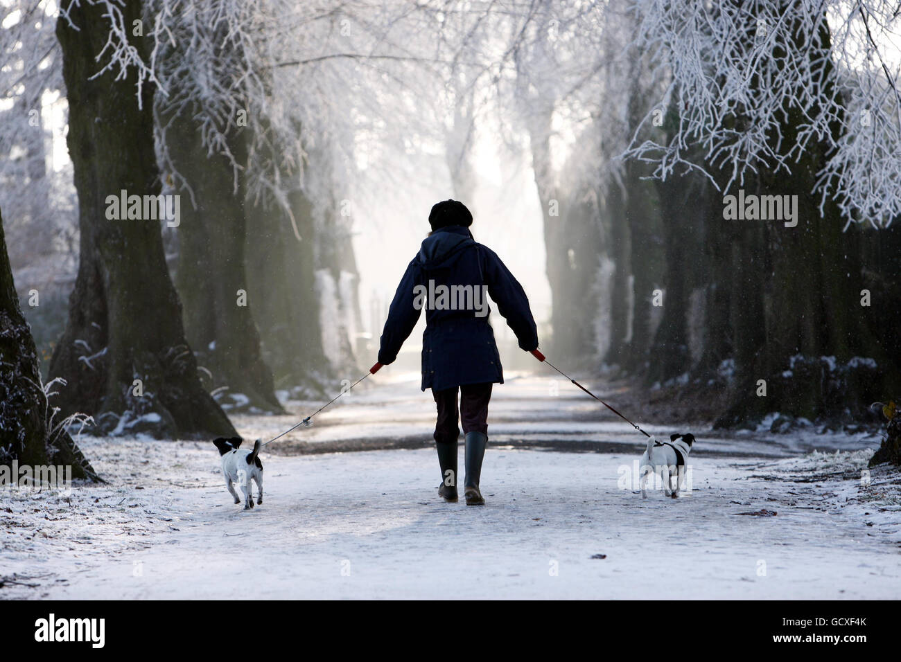 A pair of Jack Russell Terriers are walked through the hoar-frosted trees in Red House Park, Birmingham. Stock Photo