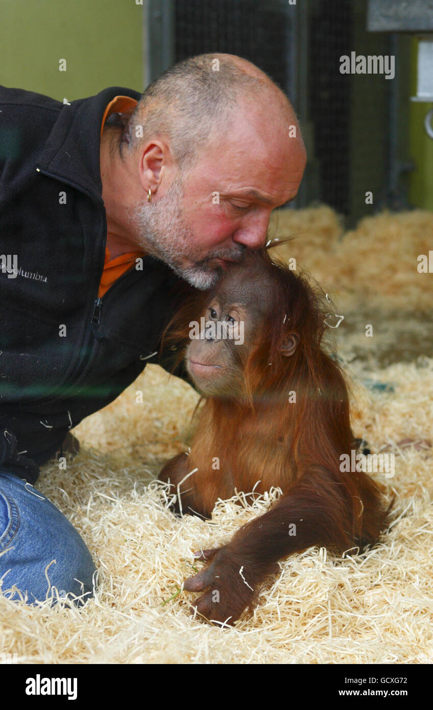 Silvestre, an 11-month-old Sumatran orang-utan, receives an affectionate kiss from his new 'mum,' Jeremy Keeling, Animal Director at Monkey World Ape Rescue Centre near Wareham in Dorset. Stock Photo
