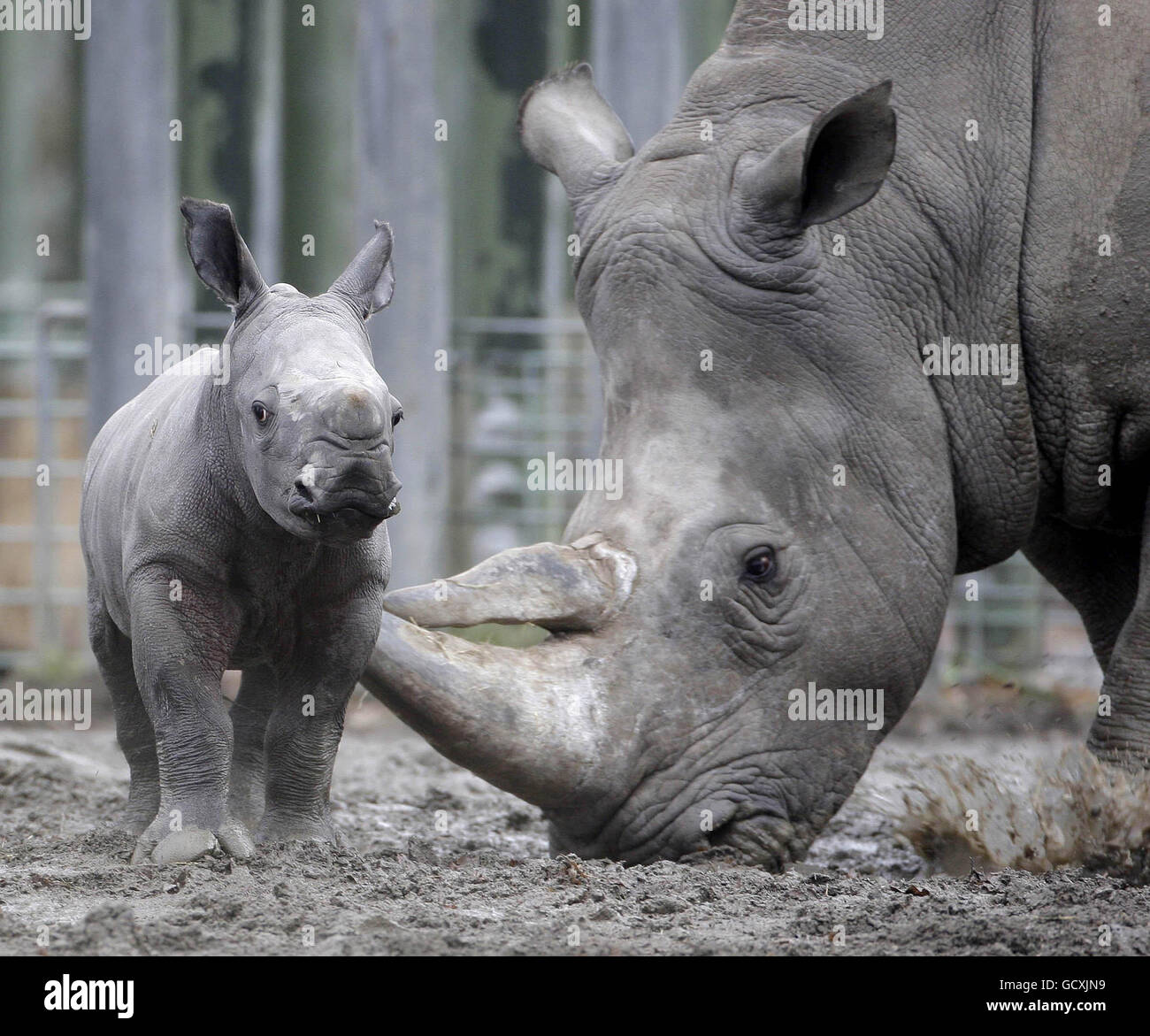 Dublin Zoo introduces its new rhino calf as he takes his first steps with his mother Ashanti. Stock Photo