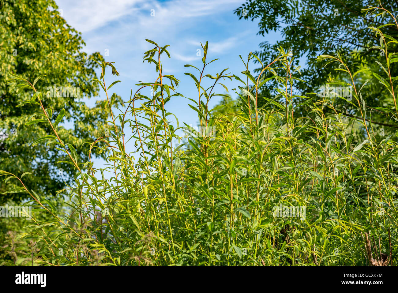 Spring summer sunlight flare hi-res stock photography and images - Alamy