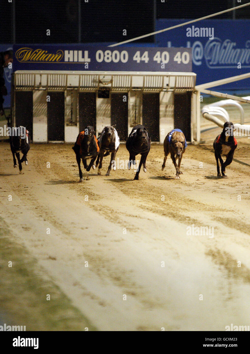 Greyhounds Wimbledon Greyhound Stadium Stock Photo Alamy