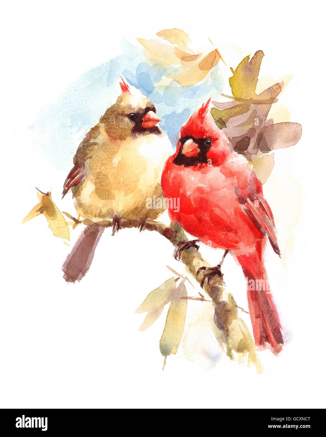 Watercolor Birds Male and Female Cardinals Hand Painted Love Couple Illustration isolated on white background Stock Photo