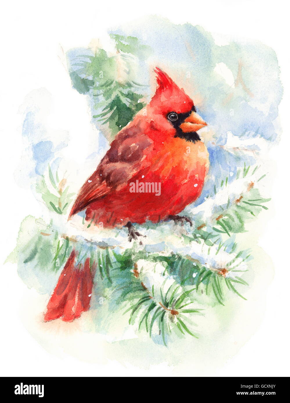 Watercolor Bird Red Cardinal Hand Painted Christmas Holiday Winter Stock Photo Alamy