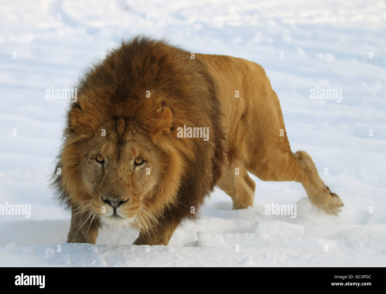 A lion in the snow at blair drummond safari park hi-res stock ...