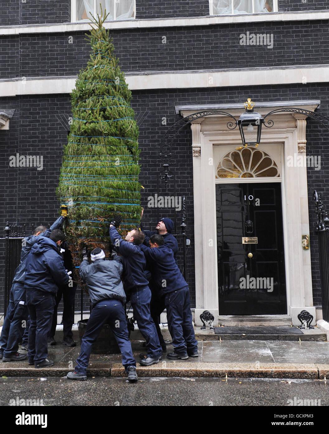 A Christmas tree is erected in Downing Street, outside the official London residence of the Prime Minister. Stock Photo