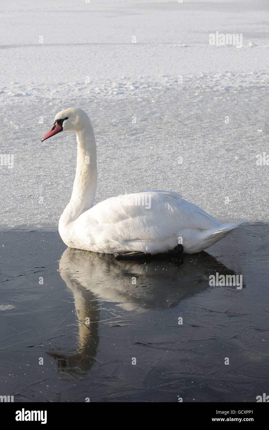 A swan sits on a frozen lake at Fairburn Ings, RSPB reserve, in Castleford, Leeds, as snow continues to cover much of the UK. Stock Photo