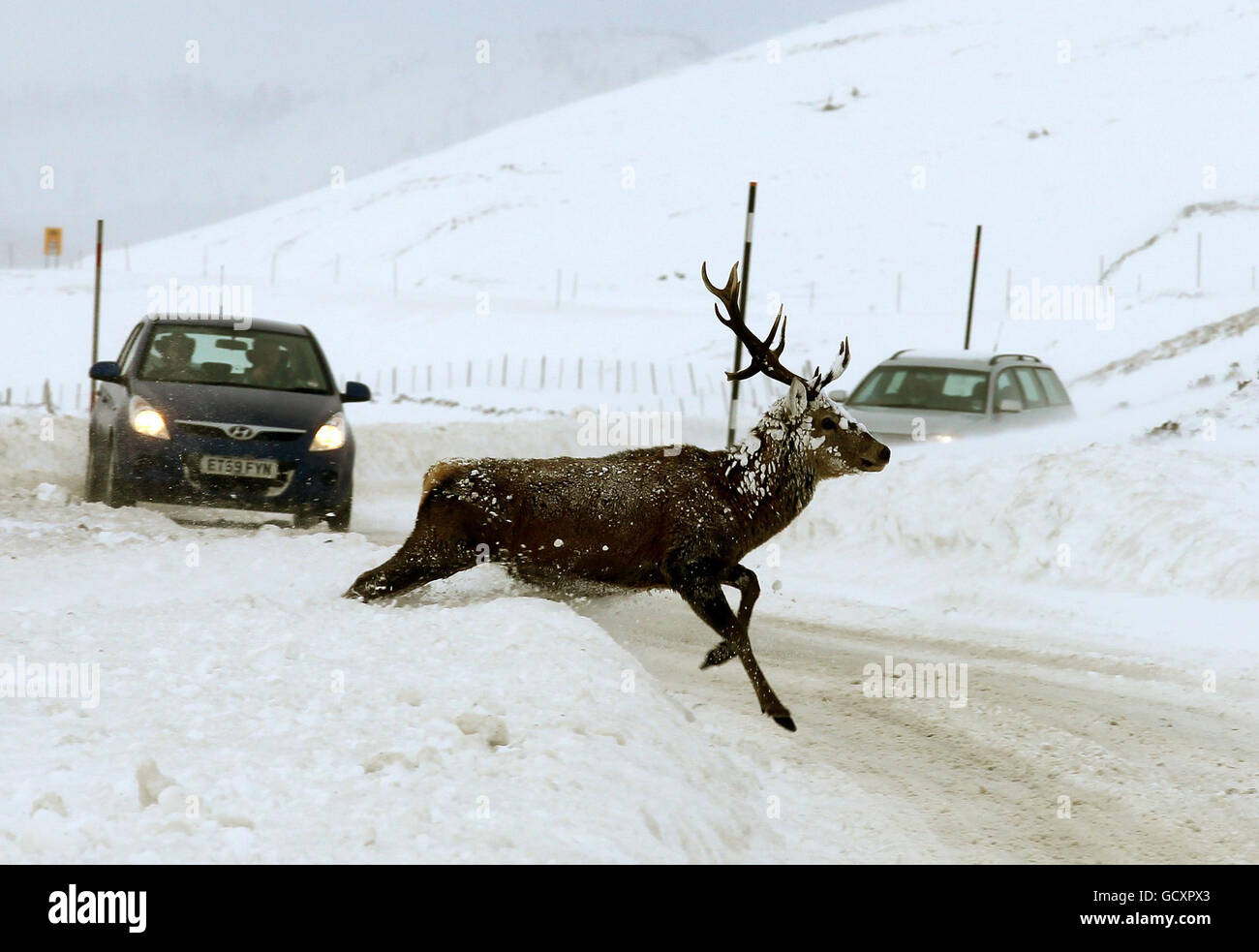 A red deer stag crosses the road as it comes down from the hills to the River Clunie near Braemar to forage for food as snow continues to cover much of the UK. Stock Photo