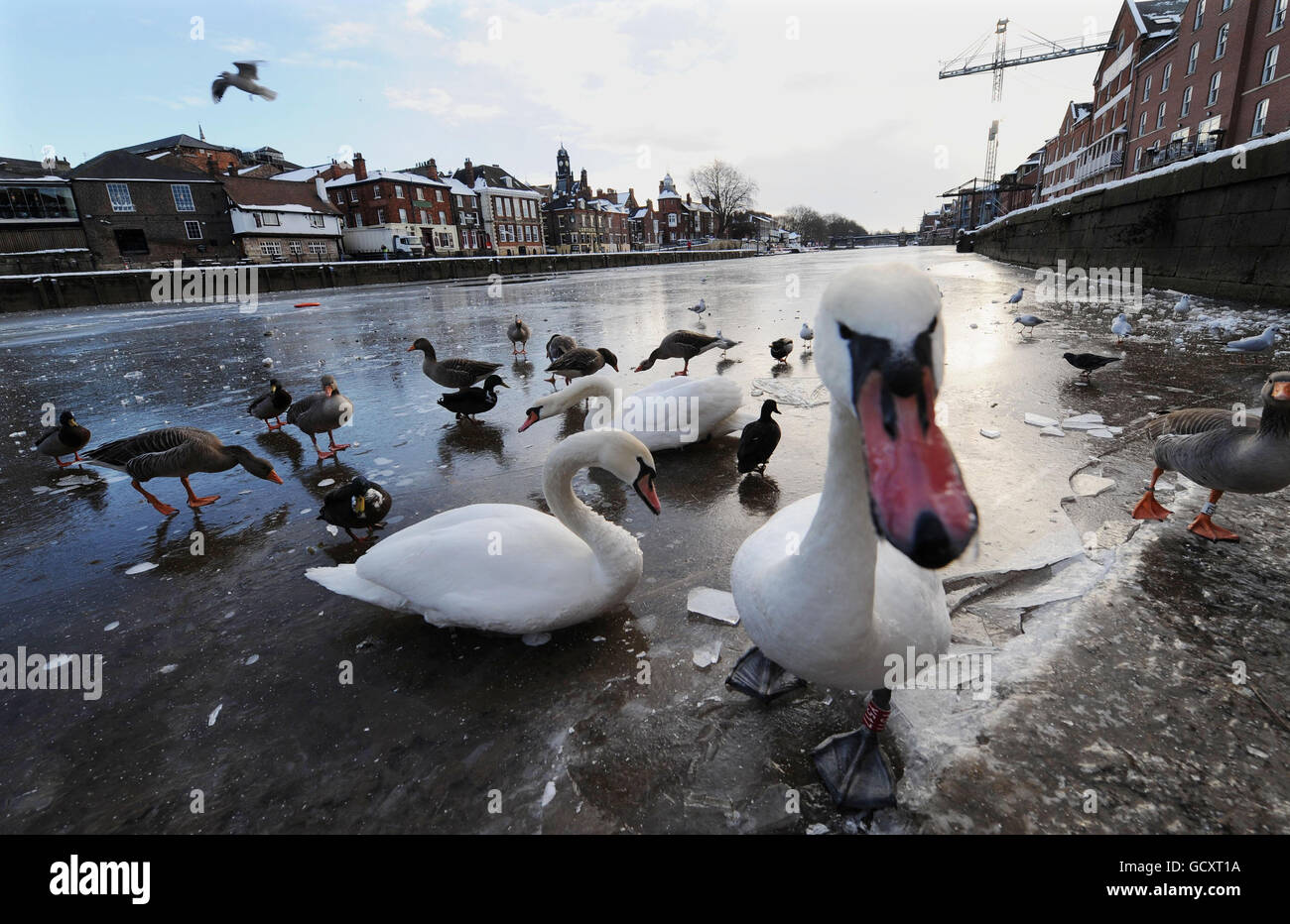 The River Ouse in the centre of York frozen across today the first time for almost fifty years makes it difficult for the geese and swans to find food as the severe weather continues . Stock Photo
