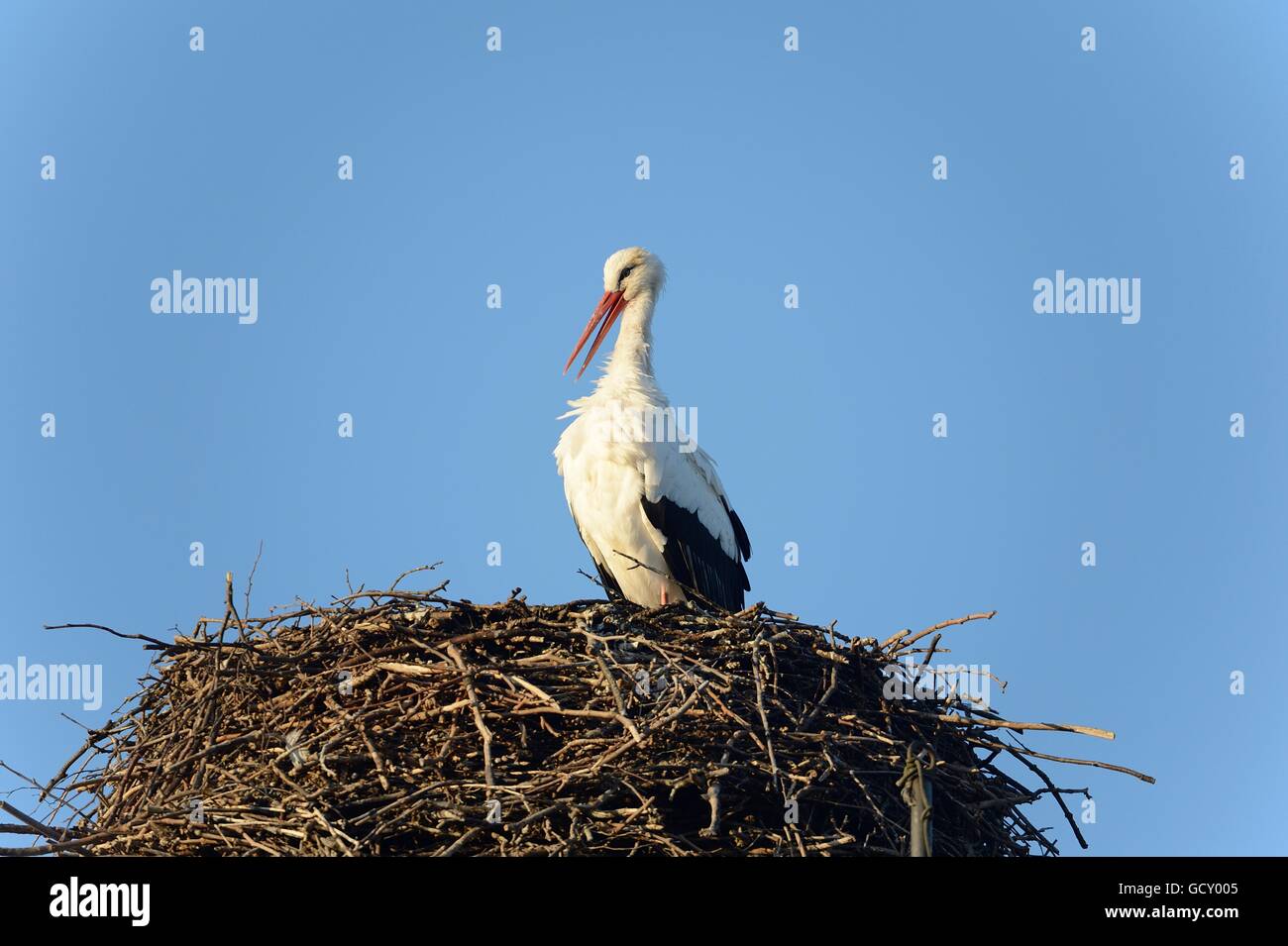 Stork, White Stork, Bird, Wading Bird, Beak, Nest, Germany, Animal, Feathers Stock Photo