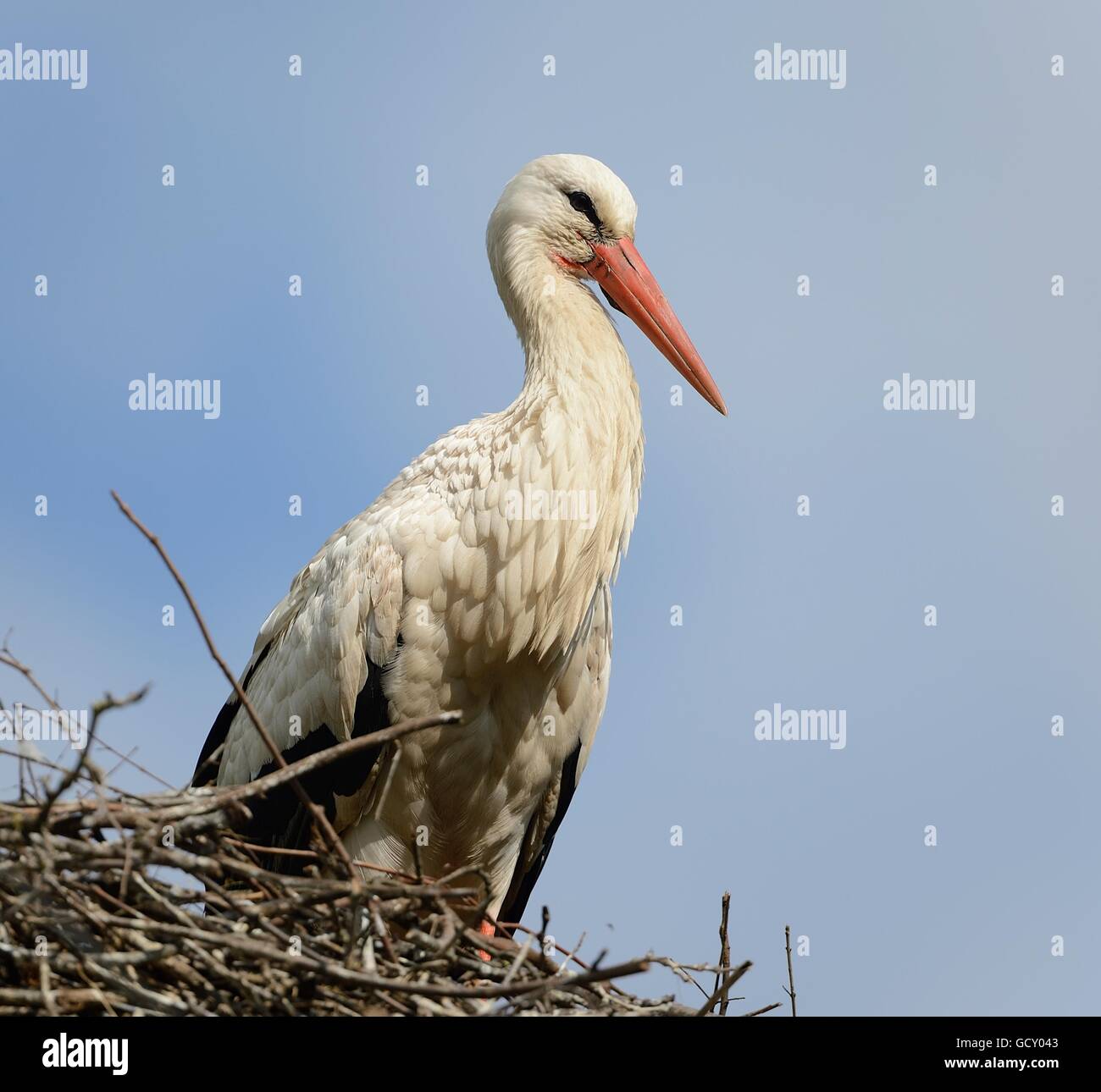 Stork, White Stork, Bird, Wading Bird, Beak, Nest, Germany, Animal, Feathers Stock Photo