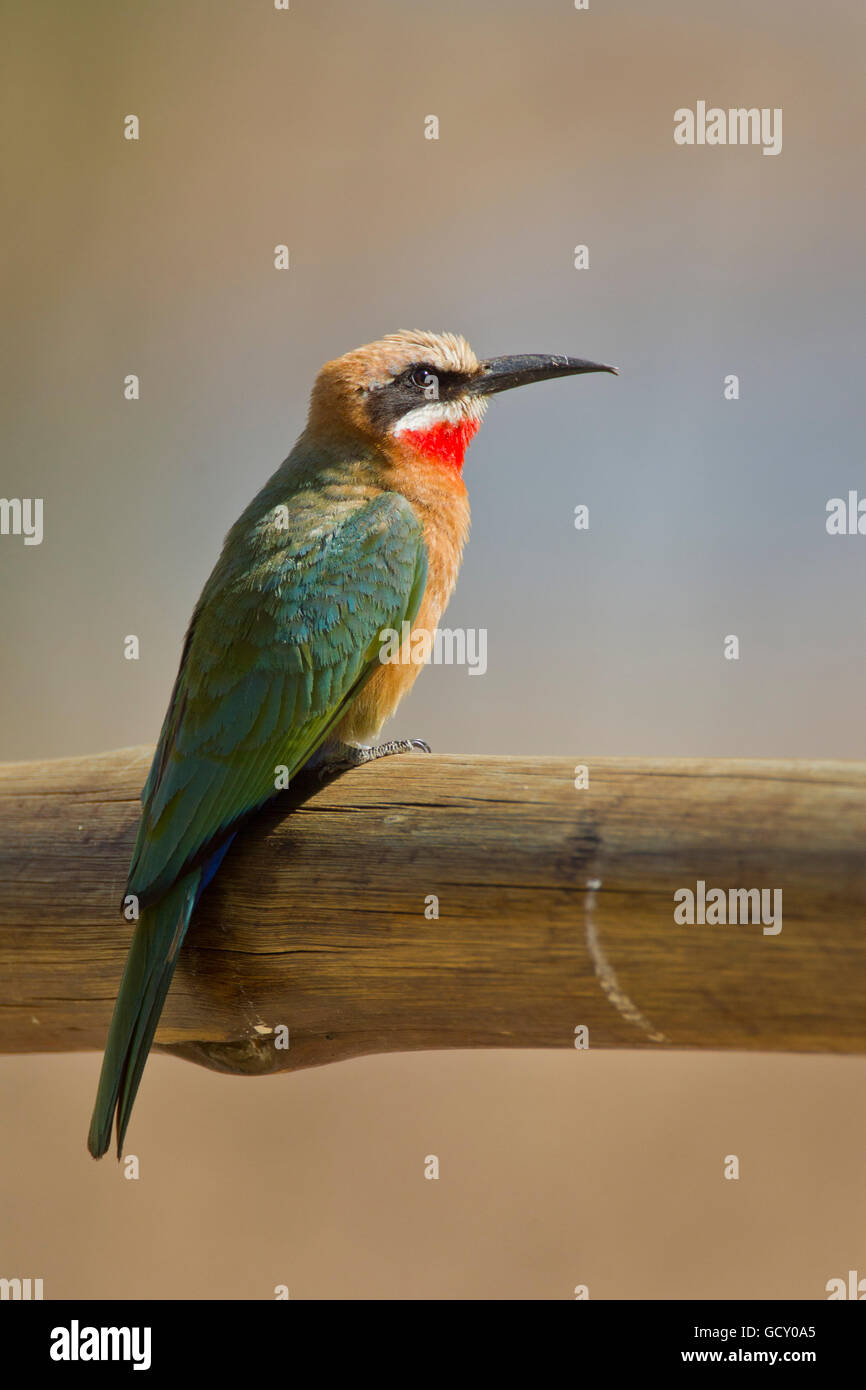 White-fronted bee-eater ( Merops bullockoides) on a twig, Kruger ...