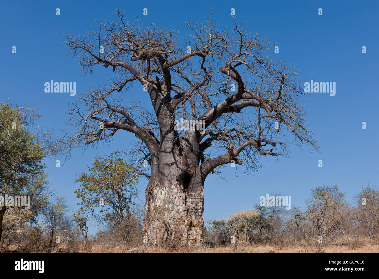 Baboab tree (adansonia digitata) in the Pafuri region of Kruger National Park, South Africa Stock Photo