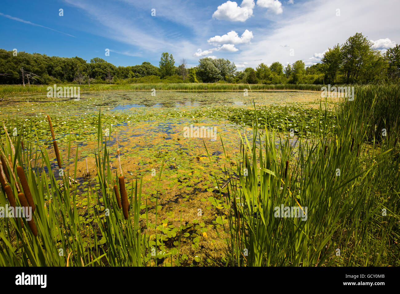 Pond in wetlands in Birdsong Park in the town of Orchard Park in Western New York Stock Photo