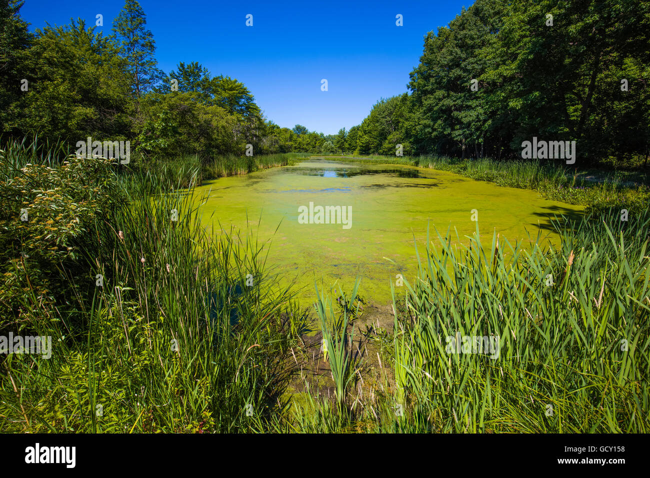 Pond in wetlands in Birdsong Park in the town of Orchard Park in Western New York Stock Photo