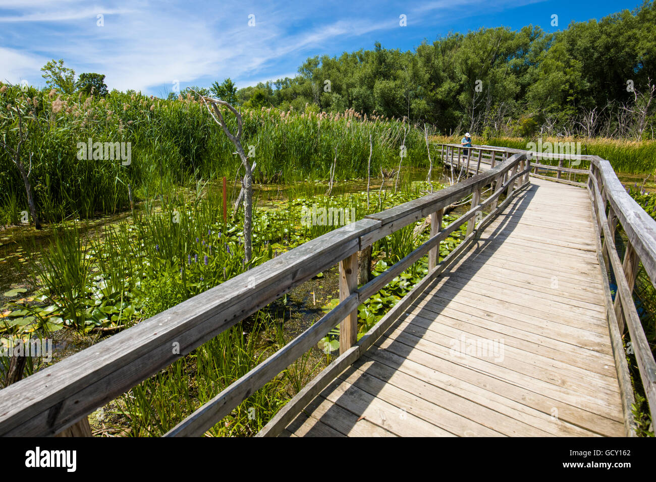 Wooden boardwalk though wetlands in Birdsong Park in the town of Orchard Park in Western New York Stock Photo