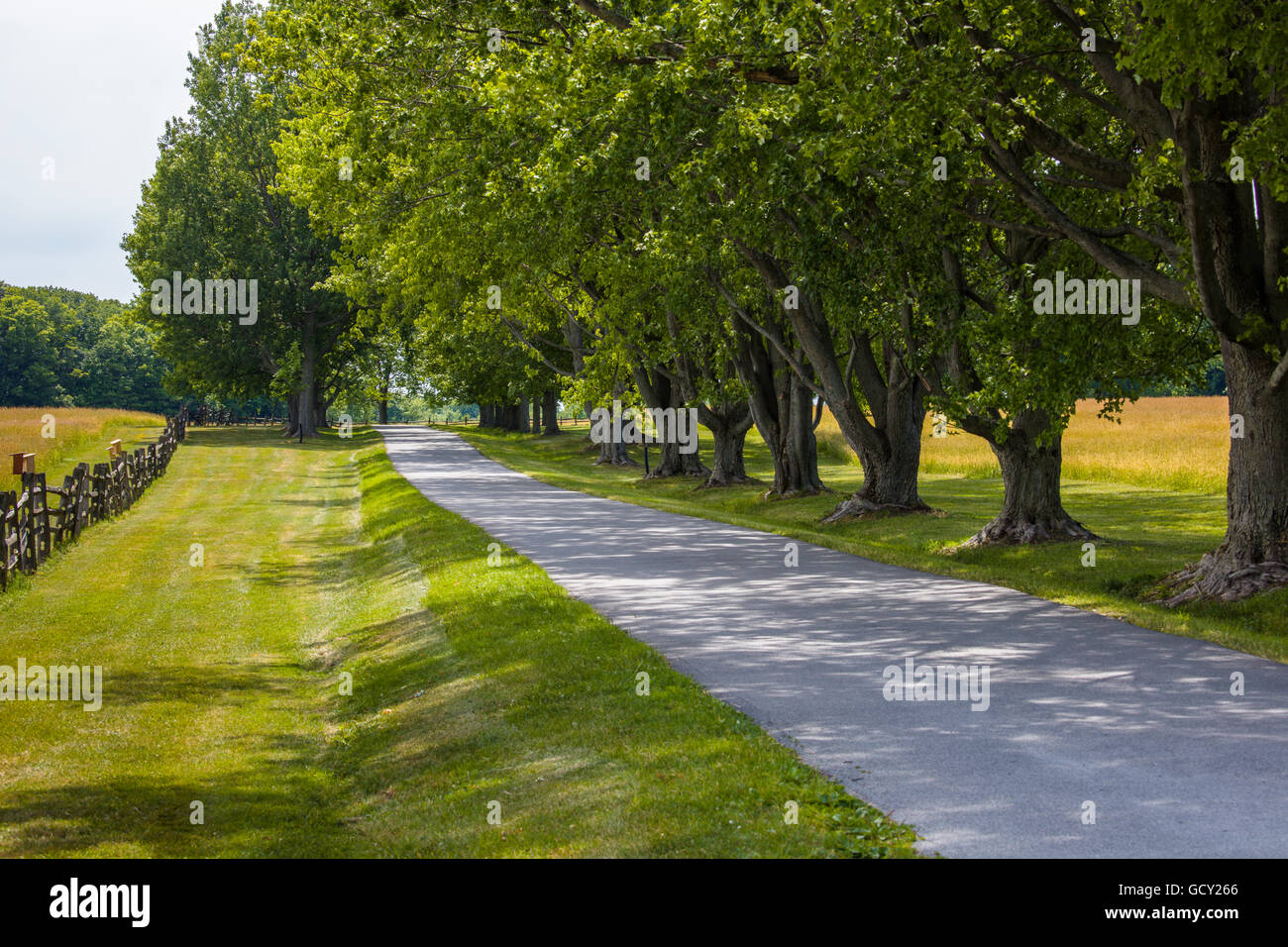 Road and line of trees in Knox Farm State Park in town of East Aurora