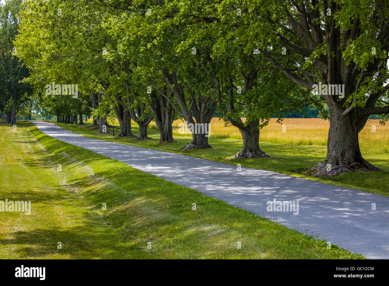 Road and line of trees in Knox Farm State Park in town of East Aurora