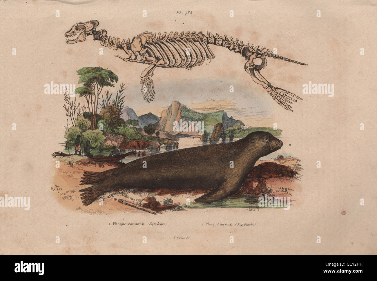 Phoque Commun Squelette High Resolution Stock Photography And Images Alamy