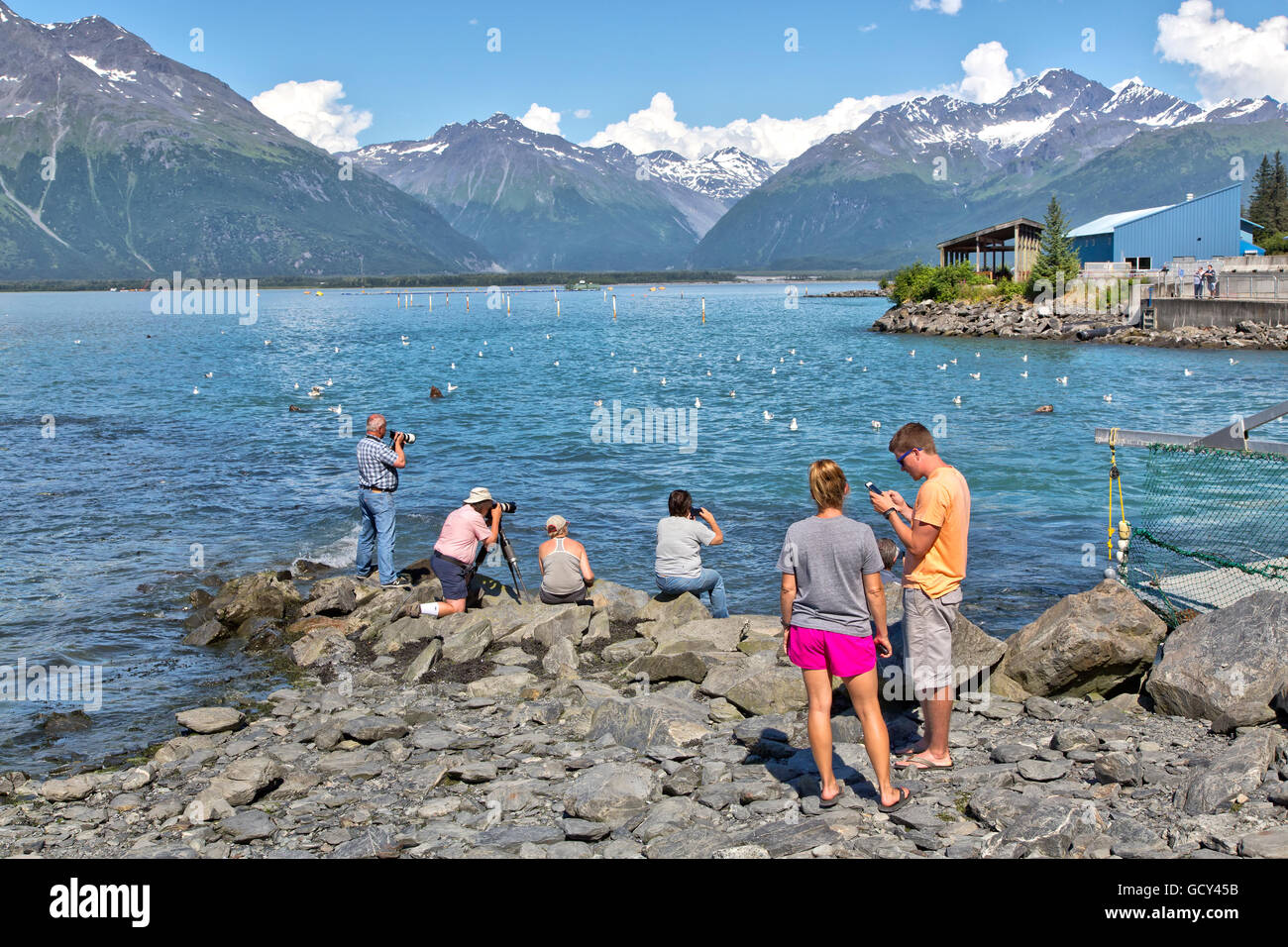 Photographers, sea lions & gulls, salmon spawning,  Solomon Gulch Fish Hatchery. Stock Photo
