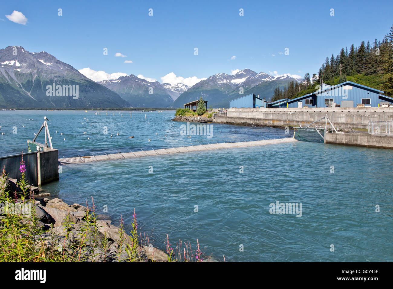 Solomon Fish Hatchery, anticipating arrival of the salmon. Stock Photo