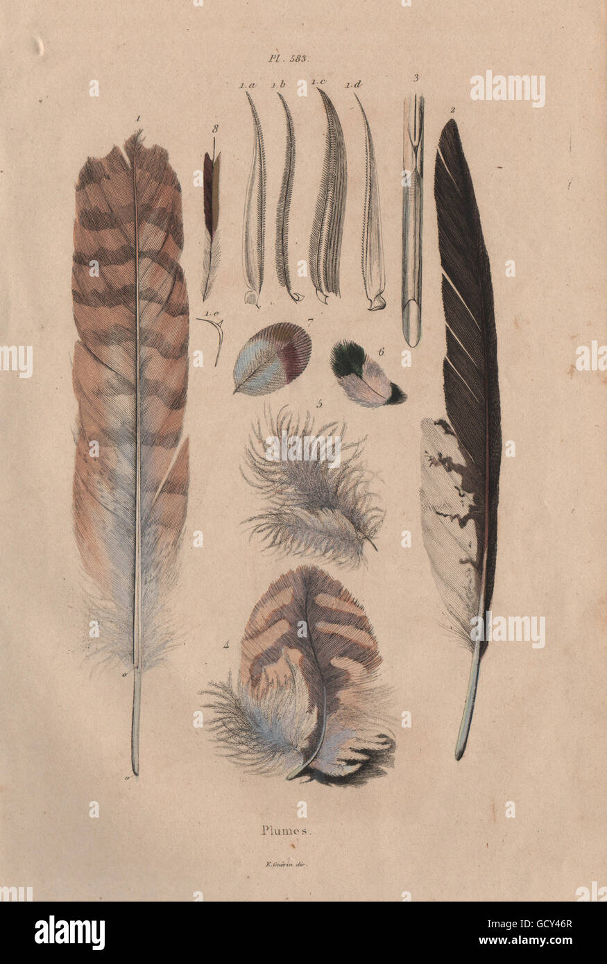 feathers and plumes
