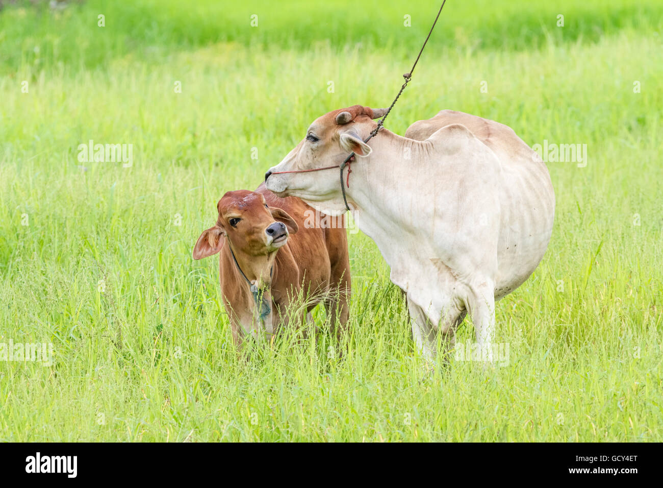 Thai mother cow and calf stay on the field Stock Photo - Alamy
