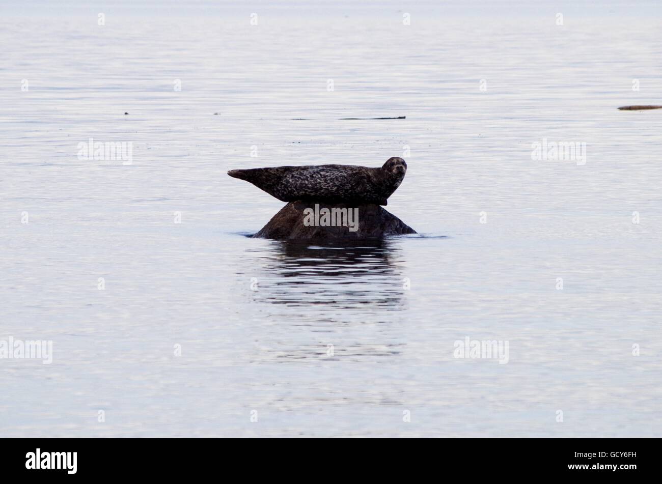 Harbour Seal on a rock. Seal Bay Park, Comox Valley, Vancouver Island, British Columbia, Canada Stock Photo