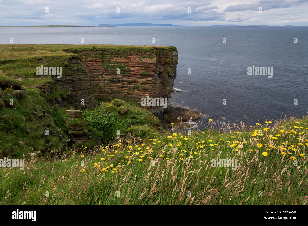 Yellow wildflowers blossom in the grass and cliffs along the coastline; John O'Groats, Scotland Stock Photo