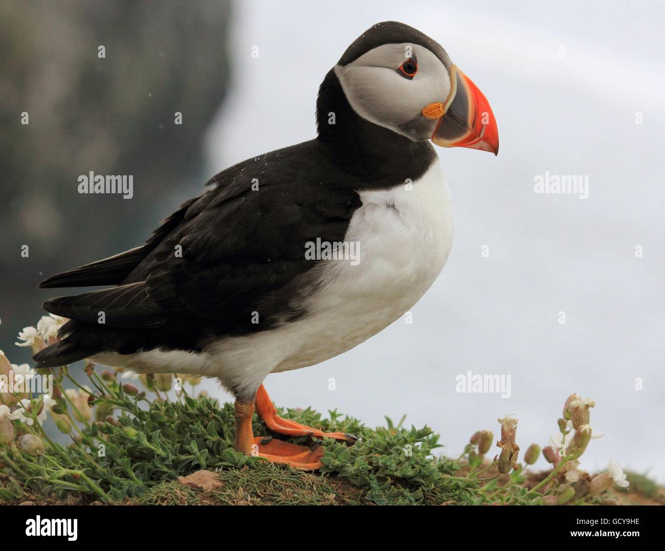Puffin standing on a cliff top on Skomer Island Stock Photo