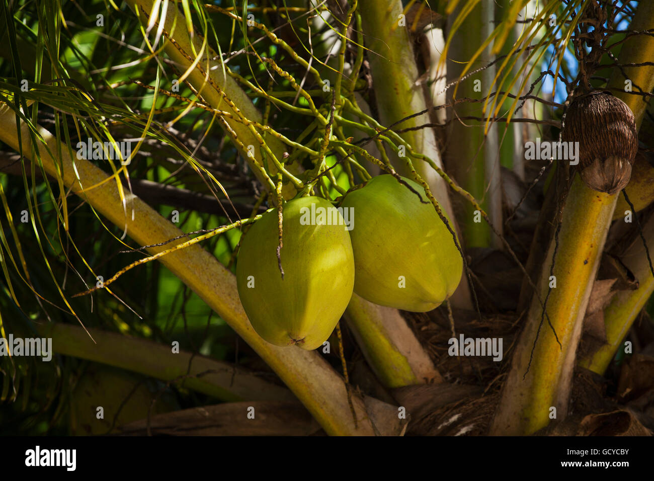 Coconuts on tree; Playa del Carmen, Quintana Roo, Mexico Stock Photo