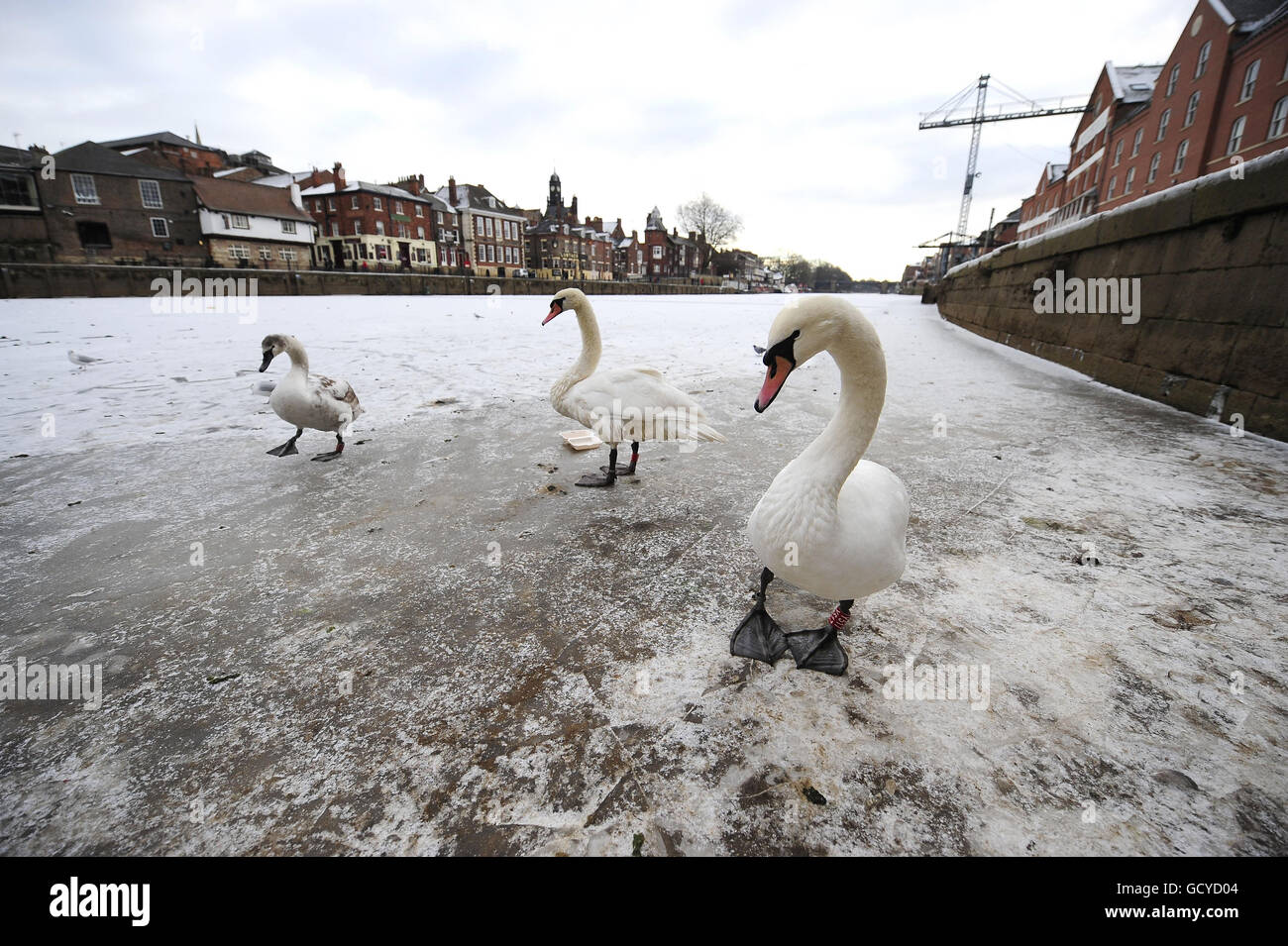 The River Ouse completely frozen over in the city of York today as the deep freeze in the UK continues. Stock Photo