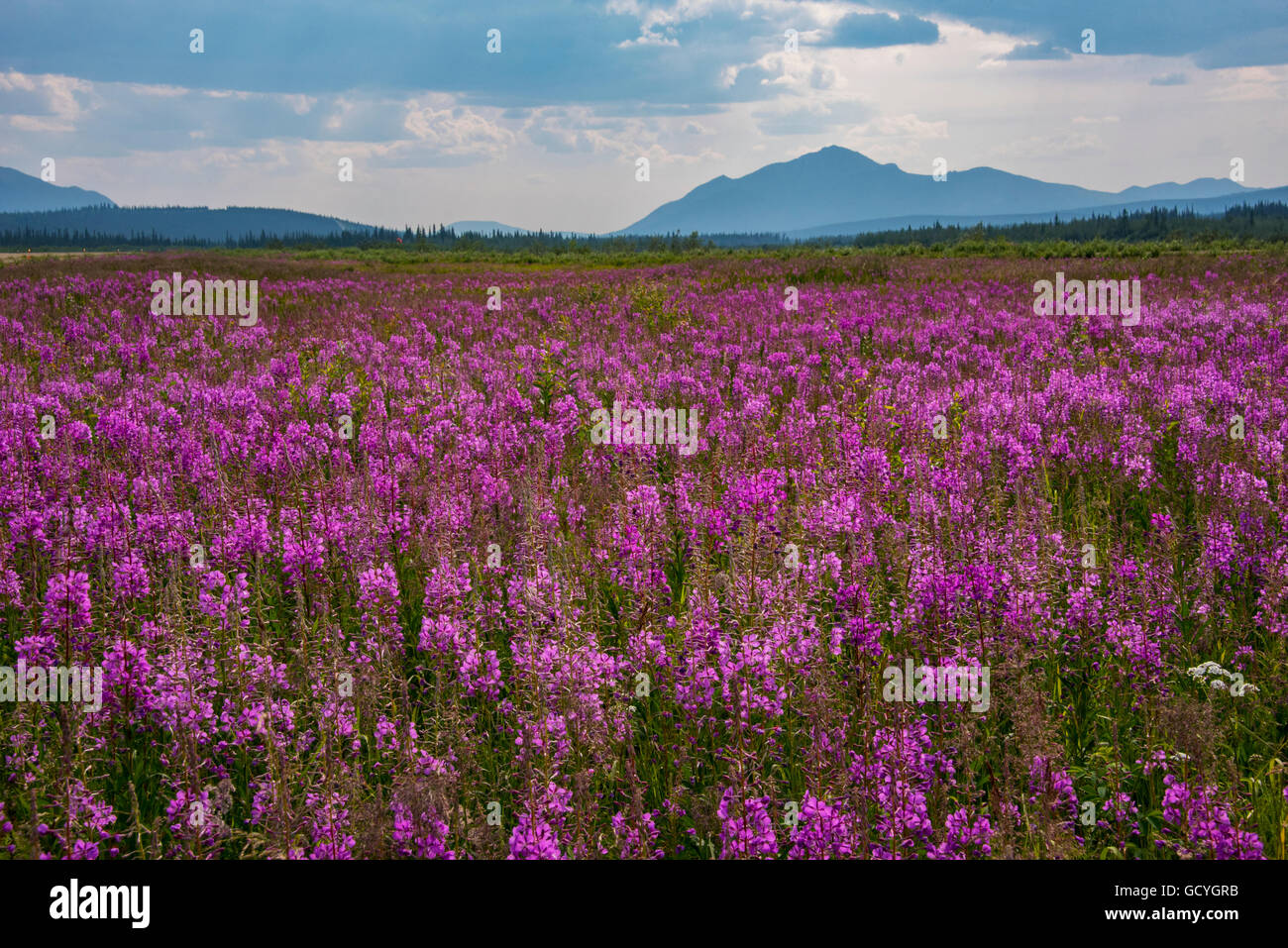 Alaska arctic fireweed alaska hi-res stock photography and images - Alamy