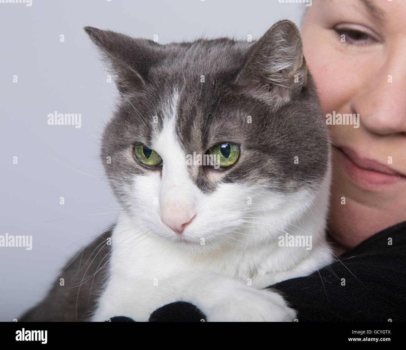 Domestic short-haired cat perched on it's owners shoulder, taken in a studio on a white background; Edmonton, Alberta, Canada Stock Photo