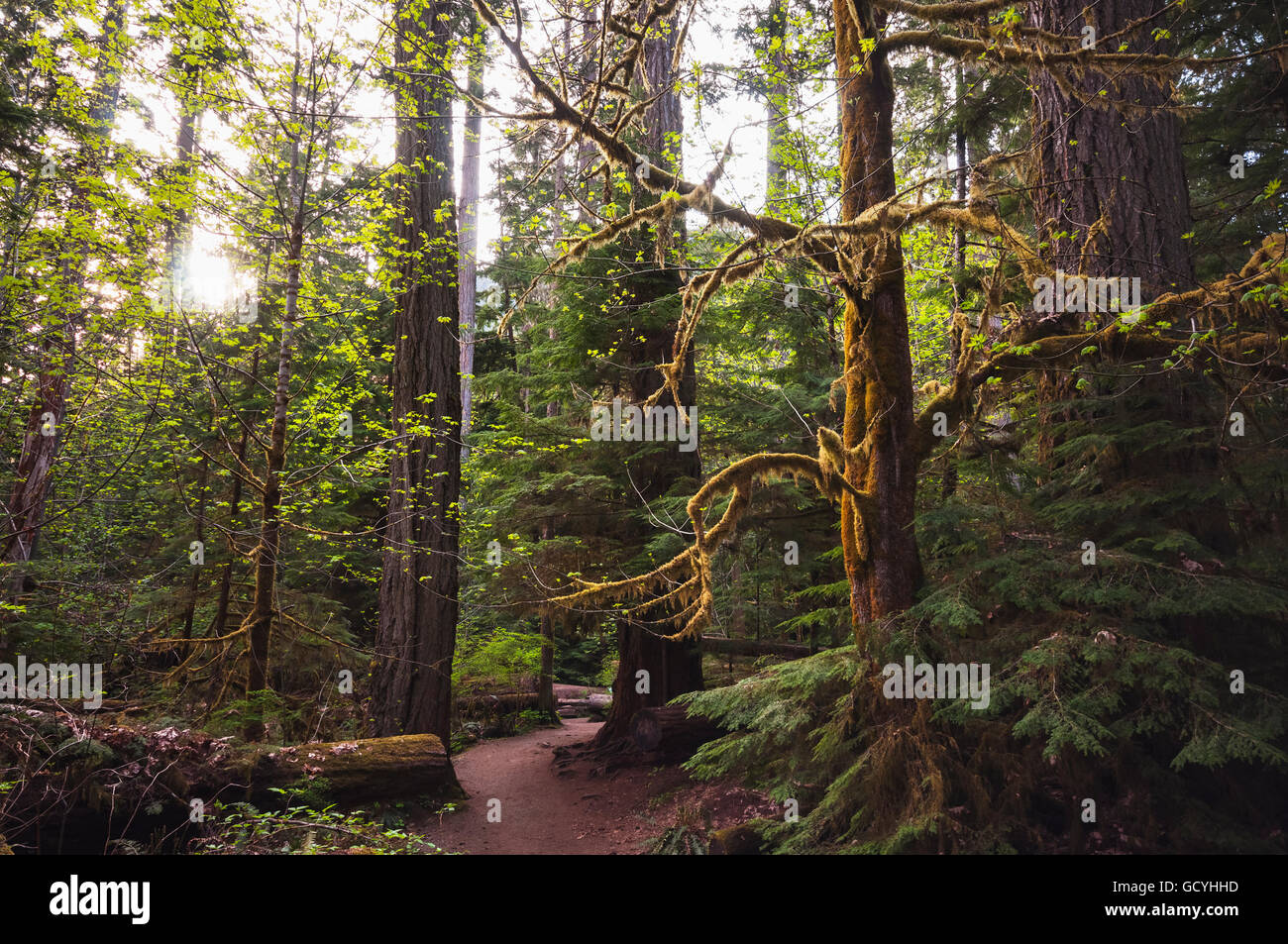 Sitka moss alaska hires stock photography and images Alamy