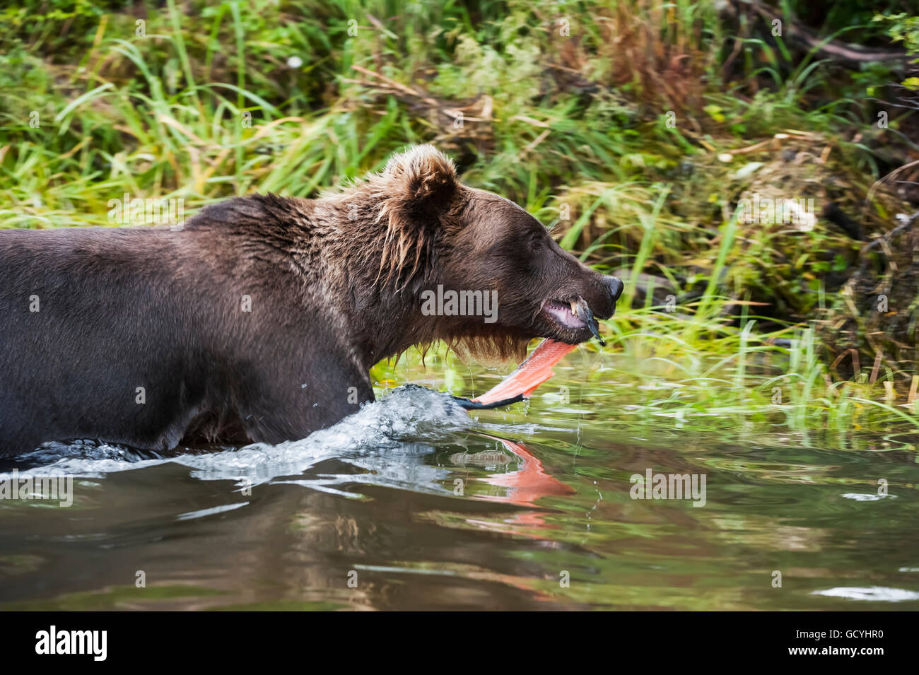 Brown bear carrying its caught salmon ashore to better protect its meal