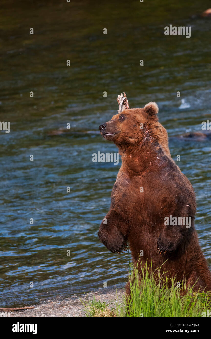 A scarred brown bear stands to scratch his back along Brooks River, Katmai National Park, Southwest Alaska Stock Photo