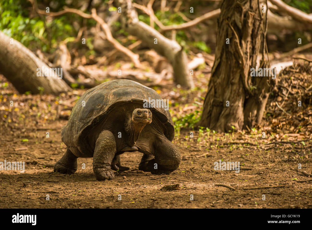 Galapagos giant tortoise (Chelonoidis nigra) walking through sunlit woods; Galapagos Islands, Ecuador Stock Photo