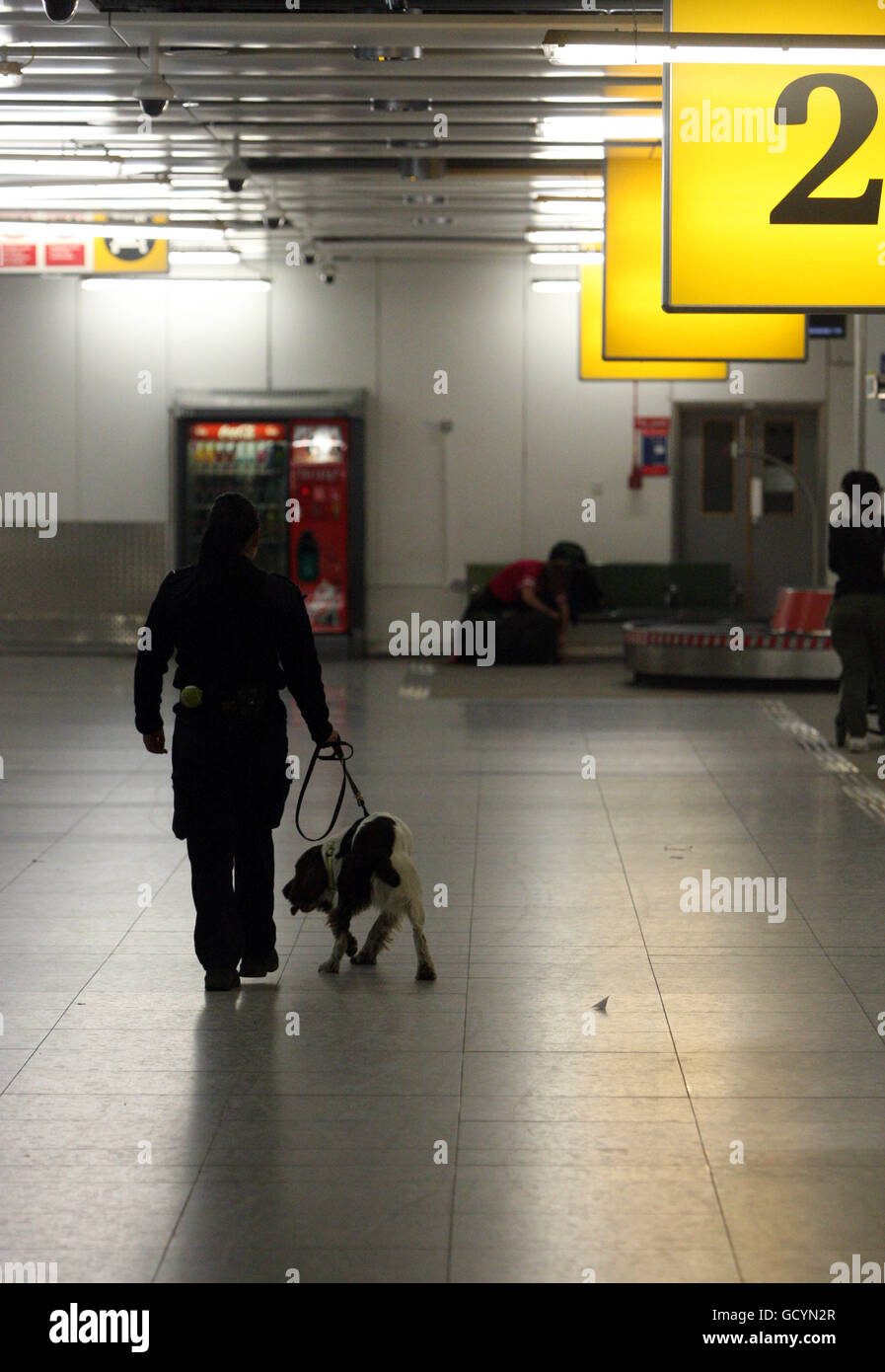 A sniffer dog from the UK Border Agency at Heathrow Airport. PRESS ASSOCIATION Photo. Picture date: Thursday January 6, 2011. Border staff use a range of methods and specialist equipment to detect drugs being smuggled into Britain. Sniffer dogs are trained to identify certain drugs and cash while x-ray machines can reveal unusual luggage or parcels. A low-dose radiation body-scanner can be used to detect whether mules have swallowed or stashed packets of drugs. Officials also act on tip-offs from members of the public, criminal informants and other law enforcement agencies around the world. Stock Photo