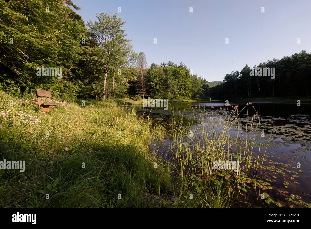 Pond in Wild Acres in the Berkshire Mountains of Western Massachusetts. Stock Photo