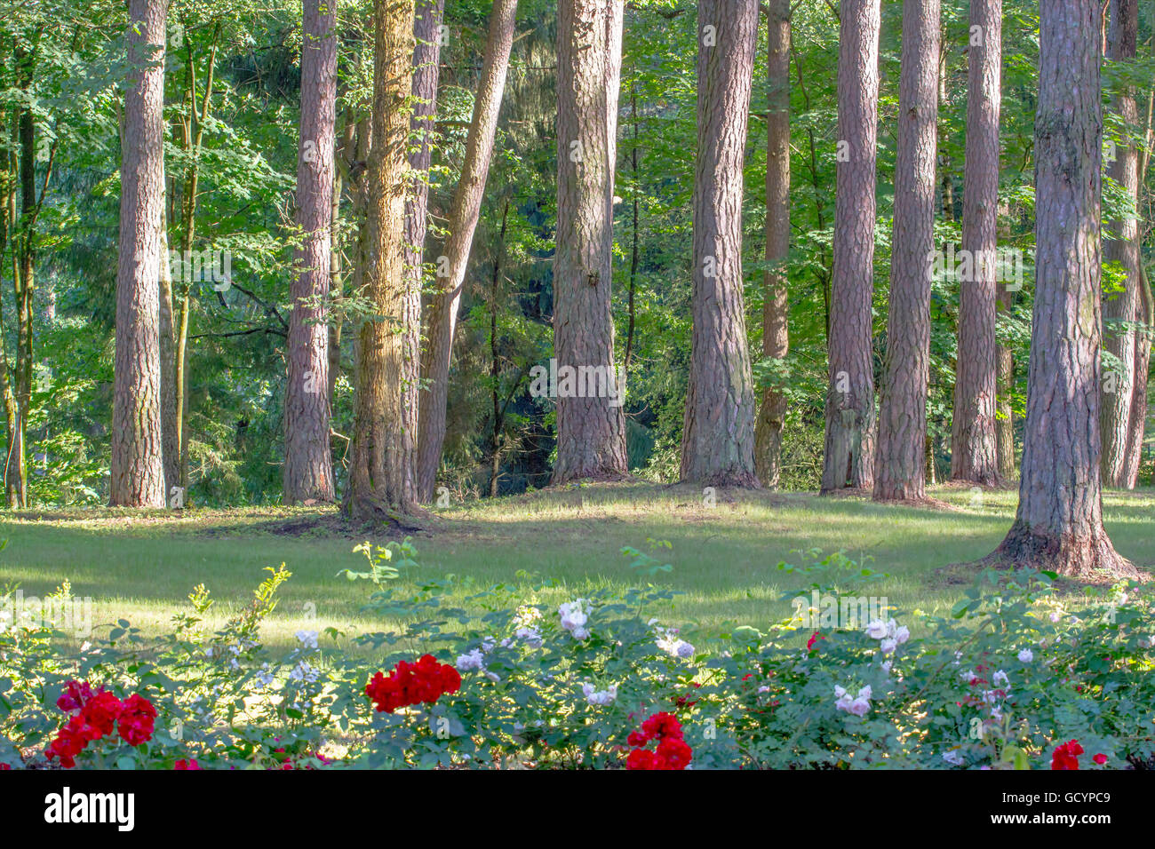 Trees and flowers in green sunny city park Stock Photo - Alamy