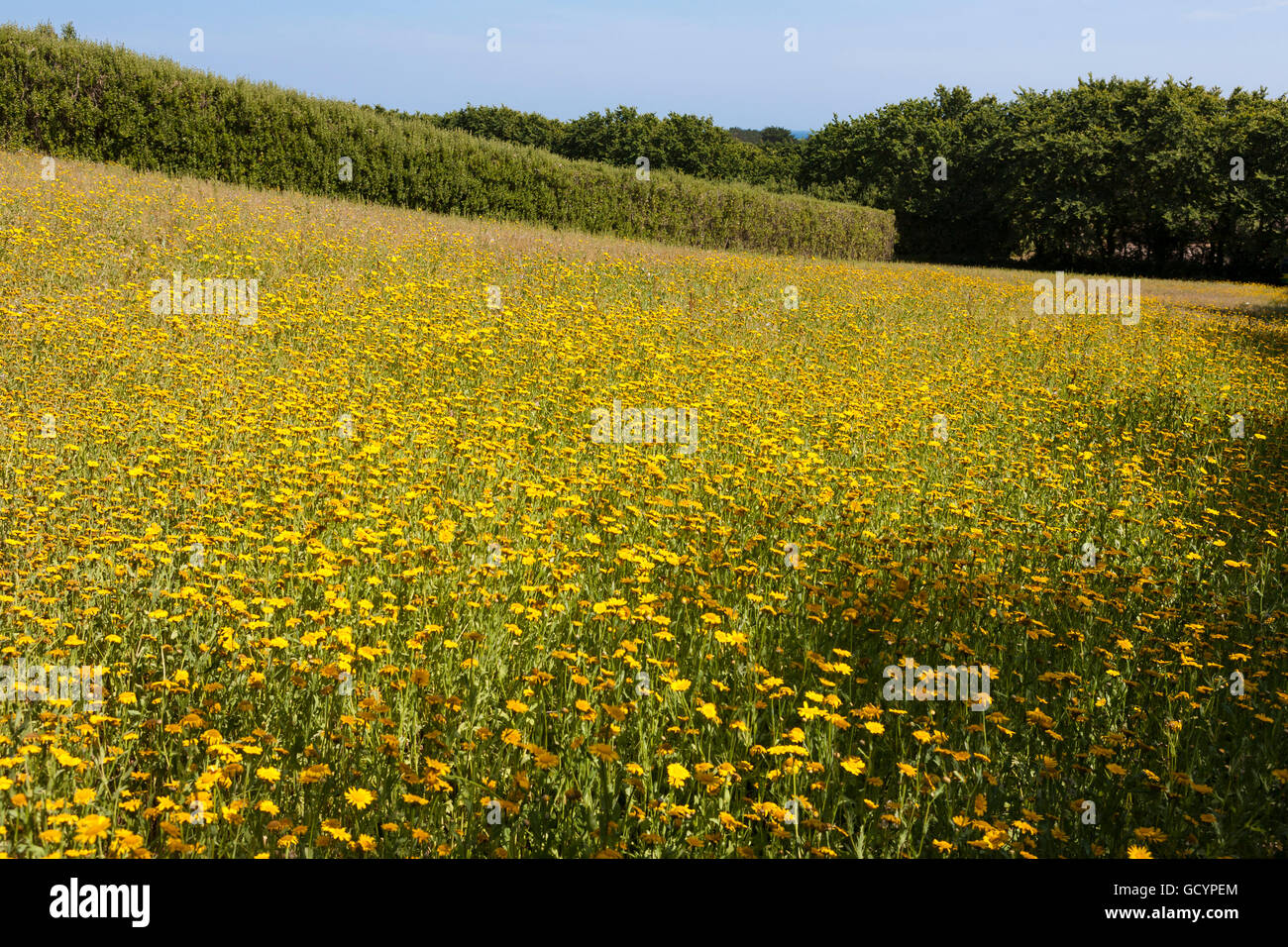 A field of Yellow Oxeye (Buphthalmum salicifolium), Rocky Hill, St. Mary's, Isles of Scilly, UK Stock Photo