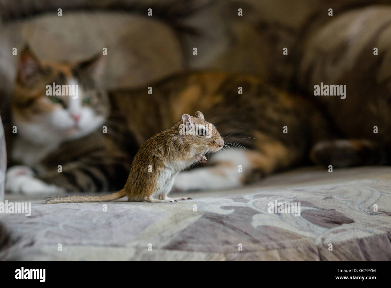Cat playing with little gerbil mouse. Natural light Stock Photo - Alamy
