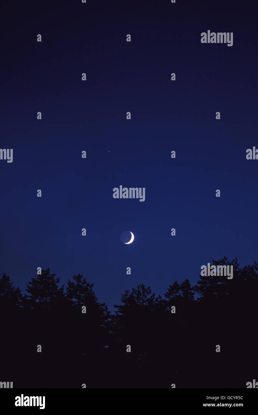 Night forest hi-res stock photography and images - Alamy