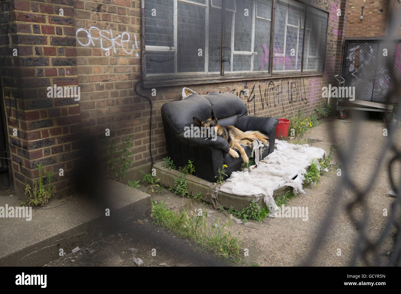 A German Shepherd used as a security guard dog seemingly takes a break on an old settee Stock Photo