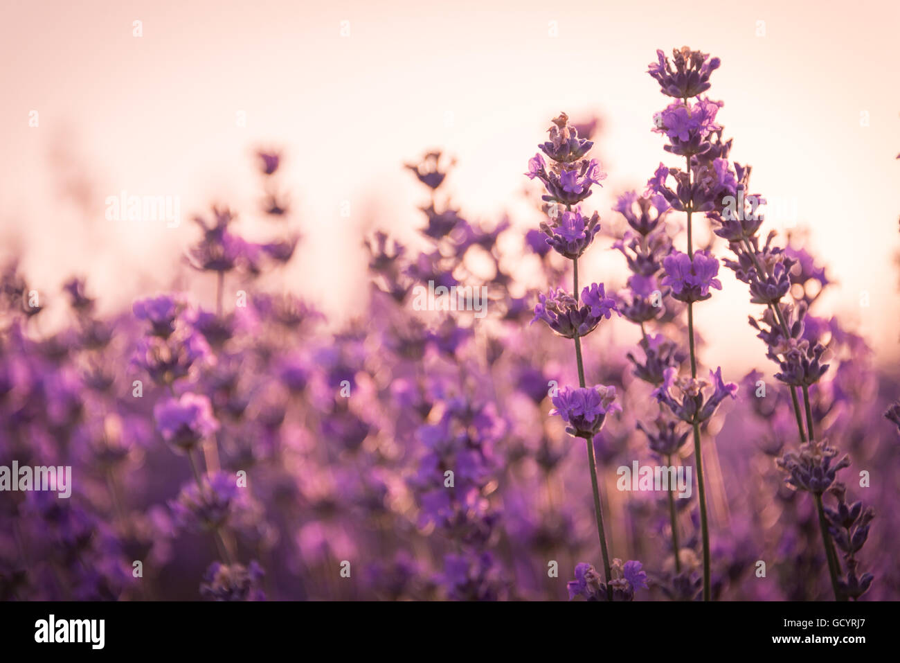 Close up of lavender flowers under the sunrise light Stock Photo