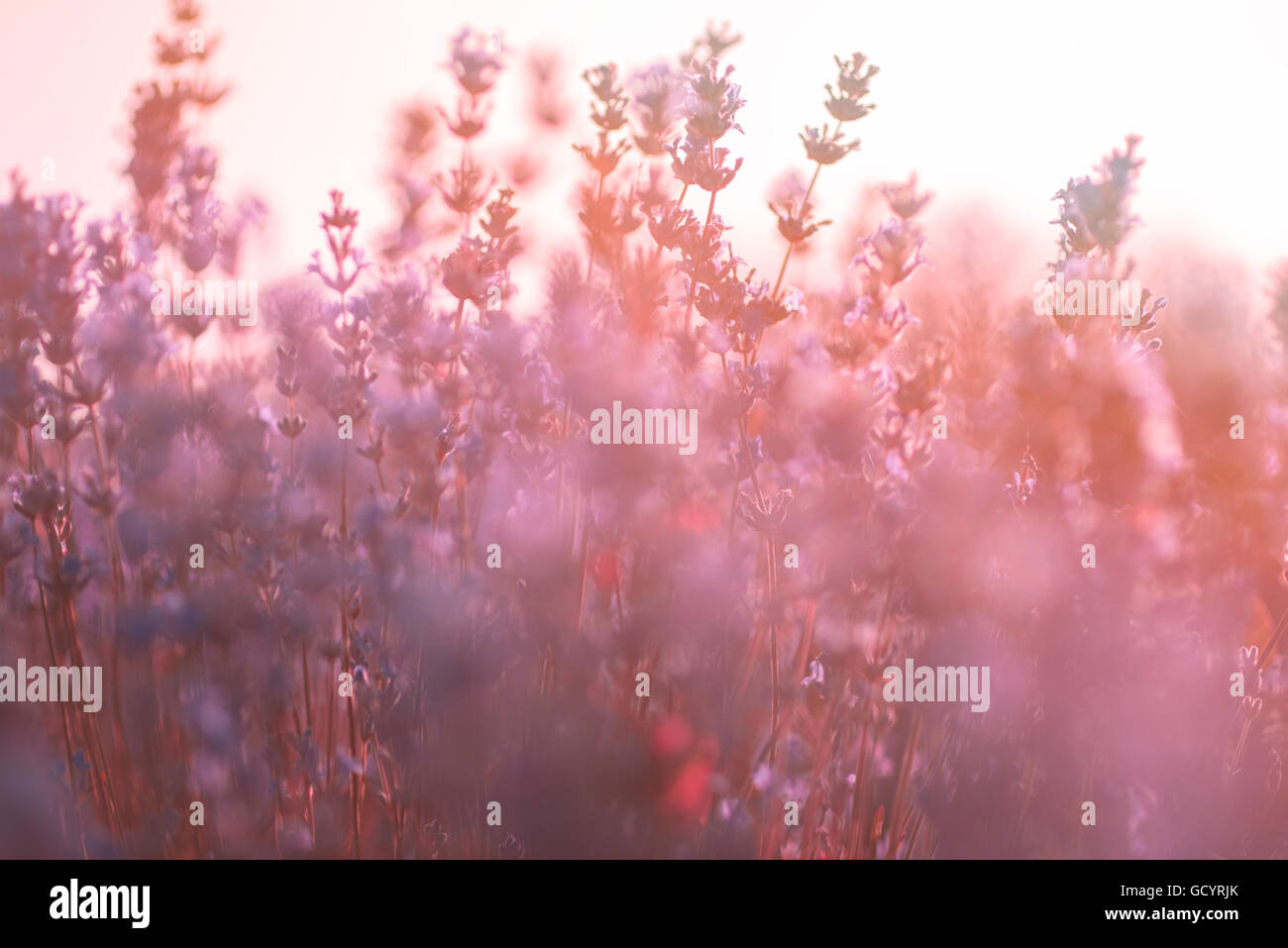 Lavender flowers soft focus hi-res stock photography and images - Alamy