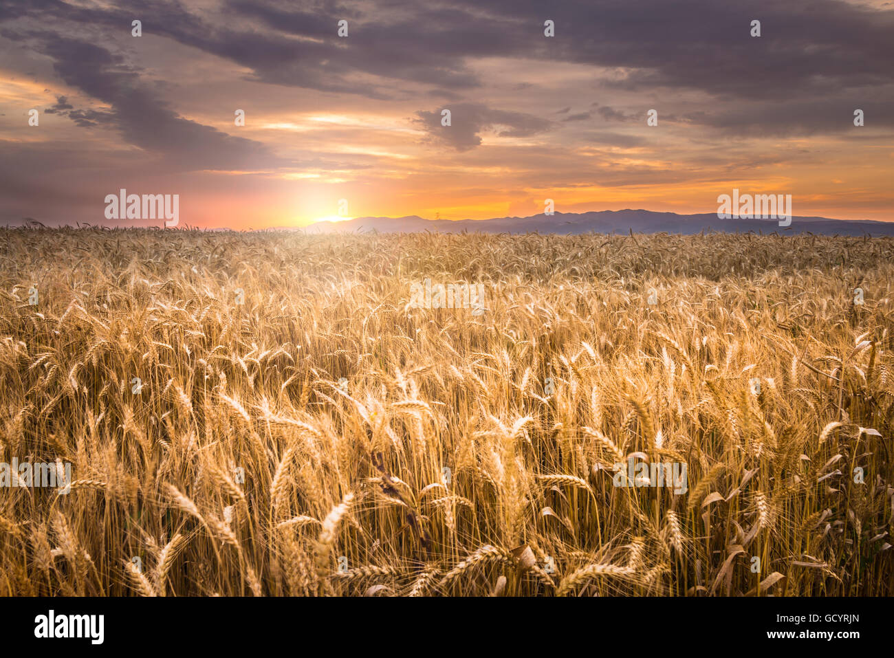 Field wheat sunset hi-res stock photography and images - Alamy