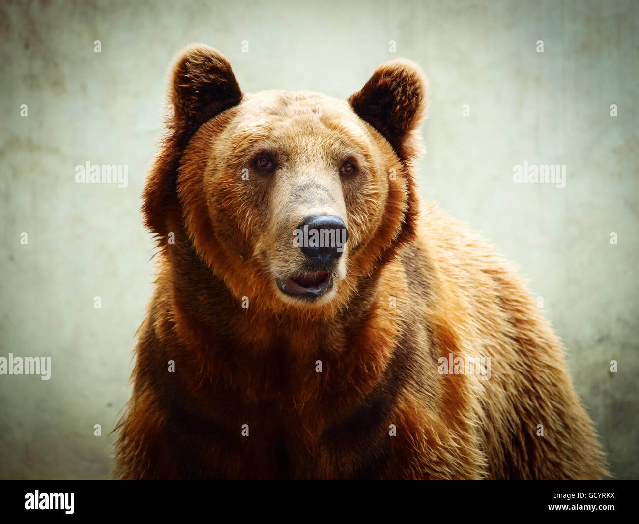 Closeup portrait of a brown bear looking at the camera Stock Photo
